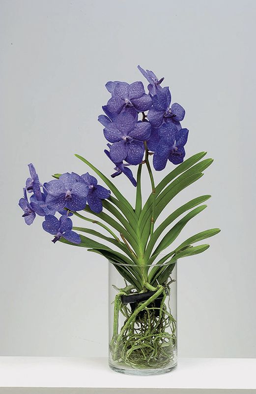 orquídea vanda - arranjo de orquídea vanda em vaso de vidro