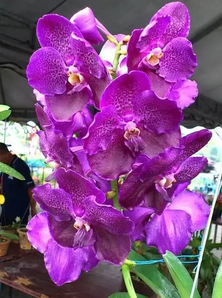 orquídea vanda - arranjo de orquídea vanda grande