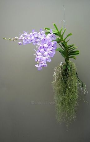 orquídea vanda - arranjo de orquídea vanda lilás