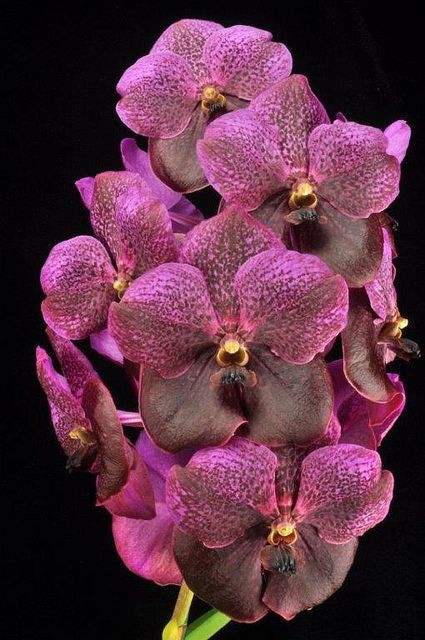 orquídea vanda - arranjo de orquídea vanda roxo escuro