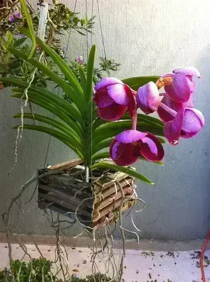 orquídea vanda - arranjo de orquídea vanda simples em caixote de madeira