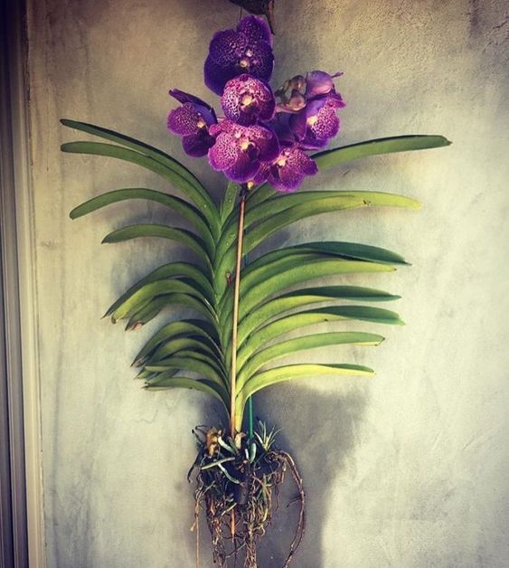 orquídea vanda - arranjo grande de orquídea vanda com muitas folhas 