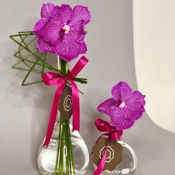 orquídea vanda - arranjo grande e pequeno de orquídea vanda