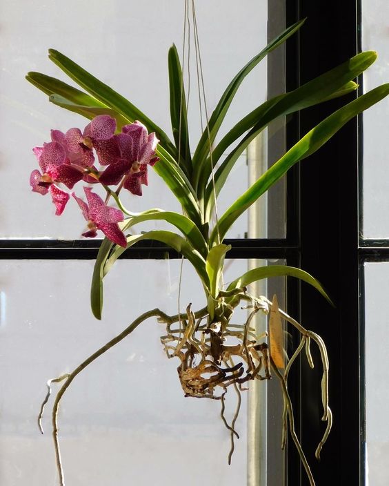 orquídea vanda - arranjo simples de orquídea vanda