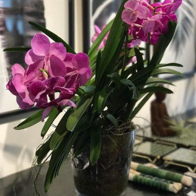 orquídea vanda - arranjo simples de orquídea vanda em vaso pequeno de vidro