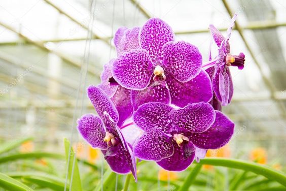 orquídea vanda - arranjo suspenso de orquídea vanda