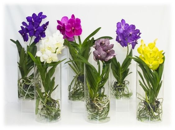 orquídea vanda - arranjos de orquídea vanda de diferentes cores