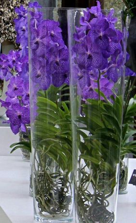 orquídea vanda - arranjos de orquídea vanda em vaso de vidro