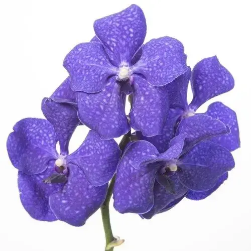 orquídea vanda - close de orquídea vanda azul