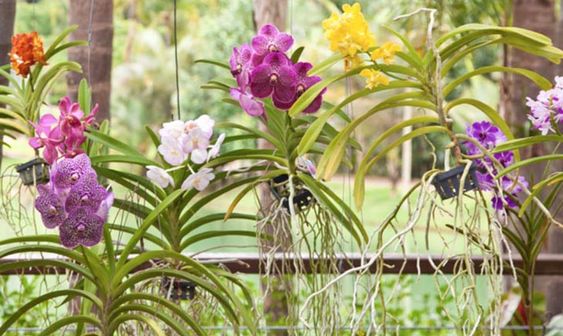 orquídea vanda - jardim com orquídeas vandas suspensas