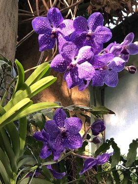 orquídea vanda - jardim de orquídeas vandas 