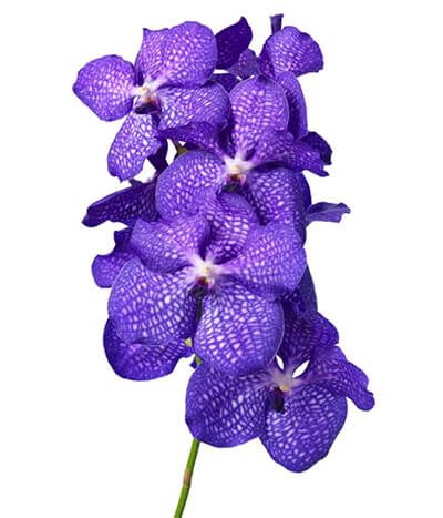 orquídea vanda - orquídea vanda azul simples