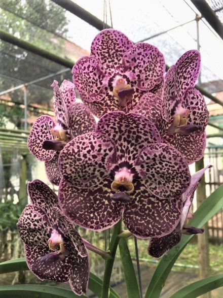 orquídea vanda - orquídea vanda com machinhas