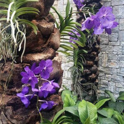 orquídea vanda - orquídea vanda em jardim interno