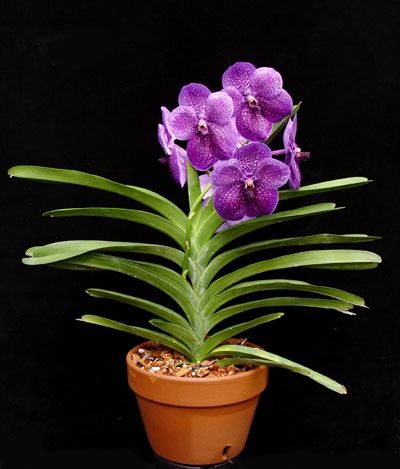 orquídea vanda - orquídea vanda em vaso de barro