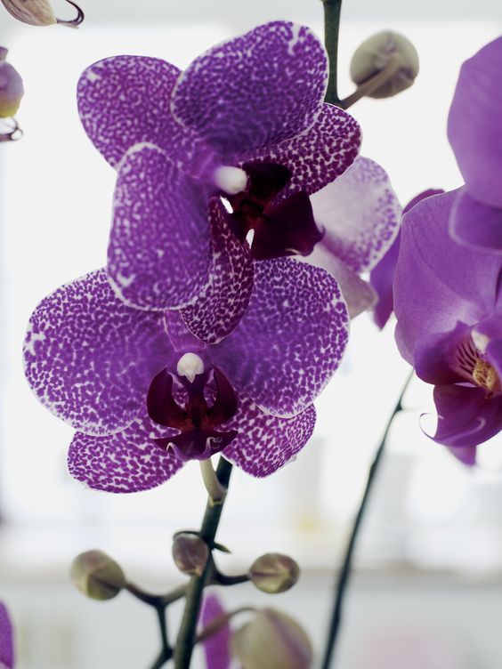 orquídea vanda - orquídea vanda pequena roxa