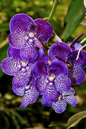 orquídea vanda - orquídea vanda roxa simples