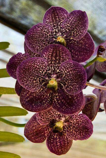 orquídea vanda - orquídea vanda roxo escuro