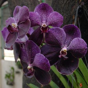 orquídea vanda - orquídea vanda simples roxa