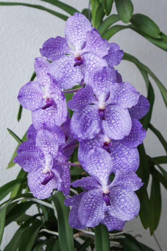 orquídea vanda - orquídea vanda simples roxo claro
