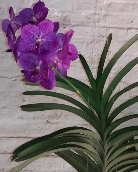 orquídea vanda - orquídea vanda suspensa em parede de tijolos
