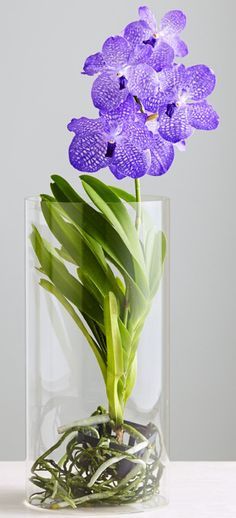 orquídea vanda - orquídea vanda vaso de vidro