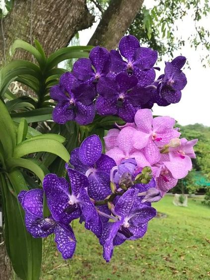 orquídea vanda - orquídeas vandas roxas e rosas
