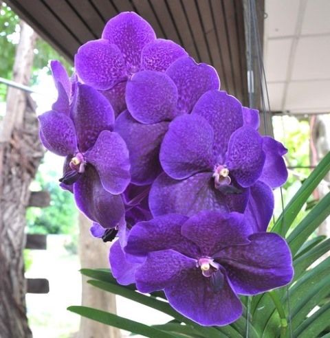 orquídea vanda - orquídeas vandas roxas simples