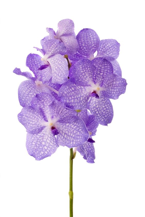 orquídea vanda - pequeno buquê de orquídea vanda