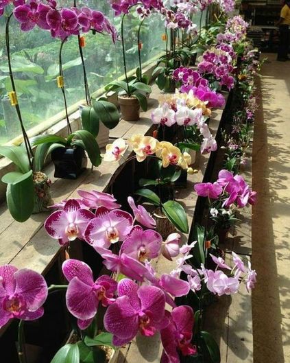 orquídea vanda - stand de orquídeas vandas