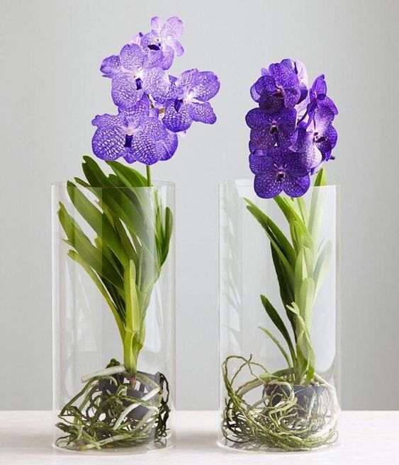 orquídea vanda - vasos de orquídea vanda