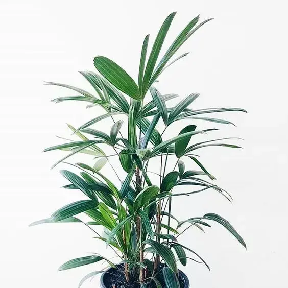 palmeira ráfia - detalhe de folhas de palmeira ráfia