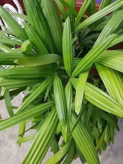 palmeira ráfia - detalhe de palmeira ráfia