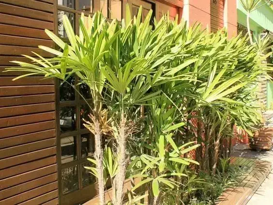 palmeira ráfia - fila de palmeira ráfia em quintal 