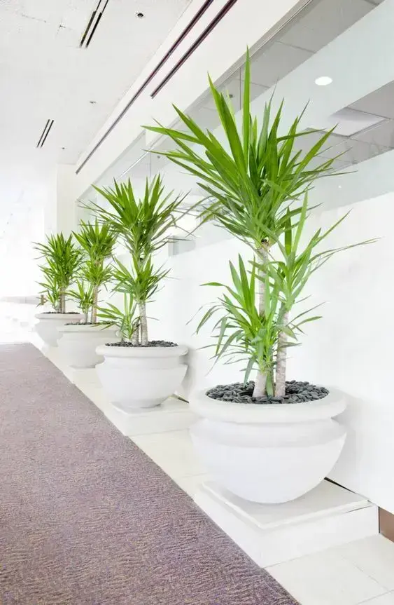 palmeira ráfia - fila de palmeira ráfia em vasos brancos 