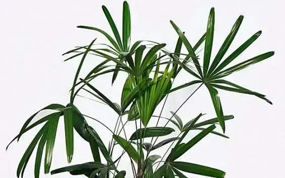palmeira ráfia - folhas de palmeira ráfia