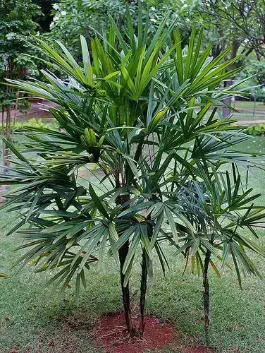 palmeira ráfia - jardim com palmeira ráfia 