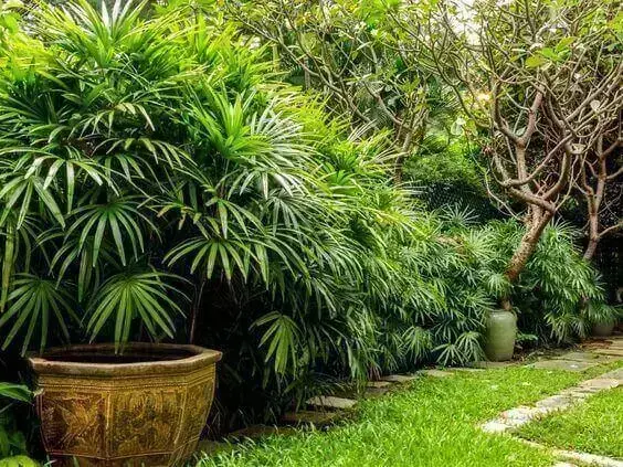 palmeira ráfia - jardim grande com palmeiras ráfia