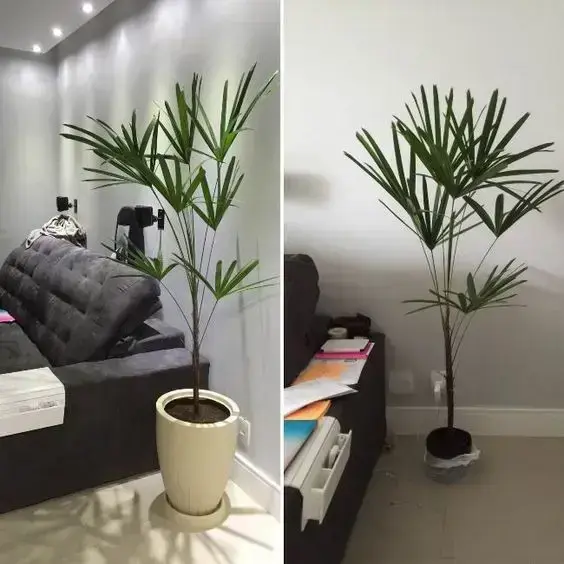 palmeira ráfia - modelos de palmeira ráfia 