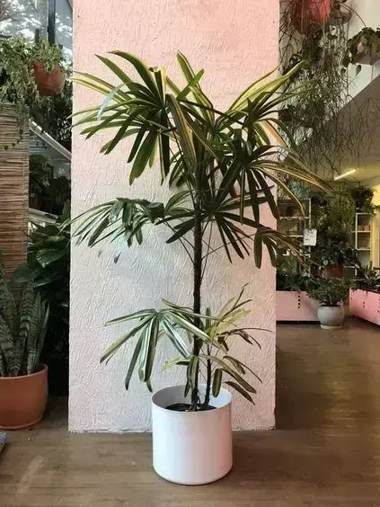 palmeira ráfia - palmeira rafia em vaso branco simples