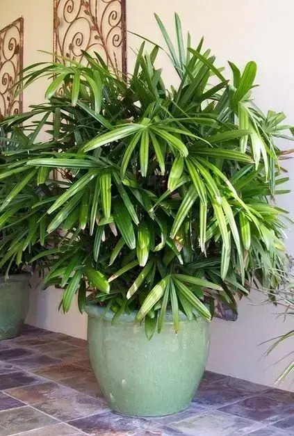 palmeira ráfia - palmeira ráfia com muitas folhas