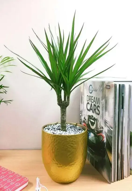 palmeira ráfia - palmeira ráfia com vaso dourado