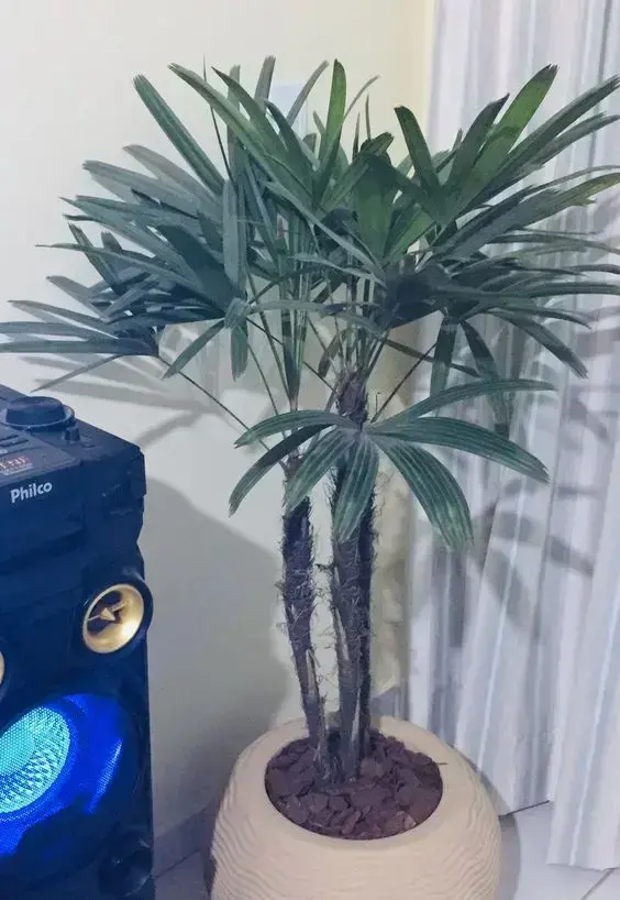 palmeira ráfia - palmeira ráfia em cachepot de barro