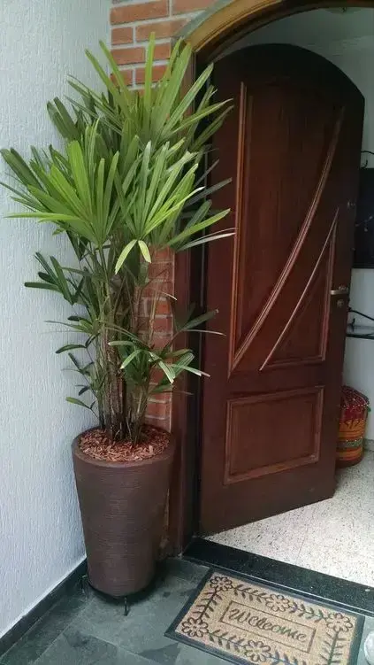 palmeira ráfia - palmeira ráfia em frente de porta