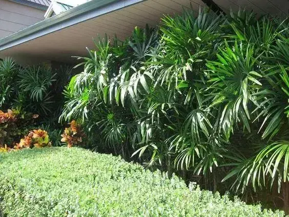 palmeira ráfia - palmeira ráfia em parede de quintal