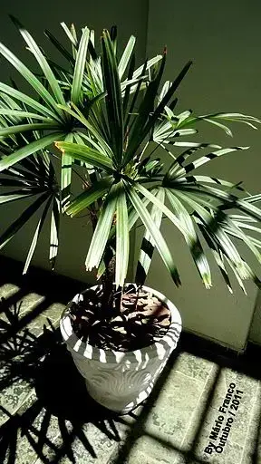 palmeira ráfia - palmeira ráfia em vaso branco