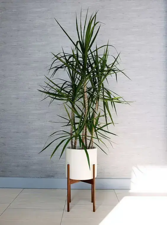 palmeira ráfia - palmeira ráfia em vaso branco circular em suporte
