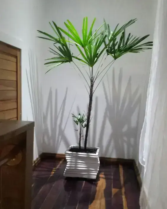 palmeira ráfia - palmeira ráfia em vaso branco diferente
