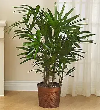 palmeira ráfia - palmeira ráfia em vaso de cobre 