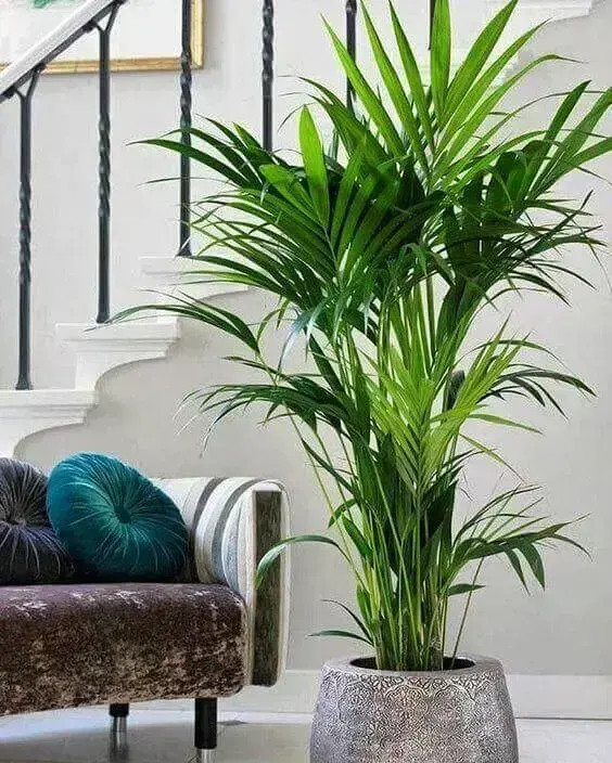 palmeira ráfia - palmeira ráfia em vaso de pedra em sala de estar